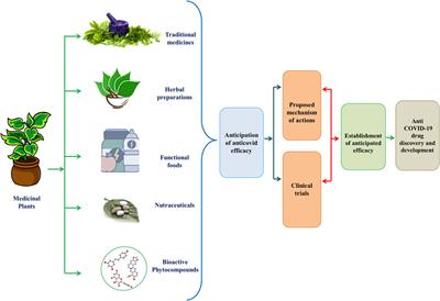 Frontiers  Traditional Herbal Medicines, Bioactive Metabolites, and